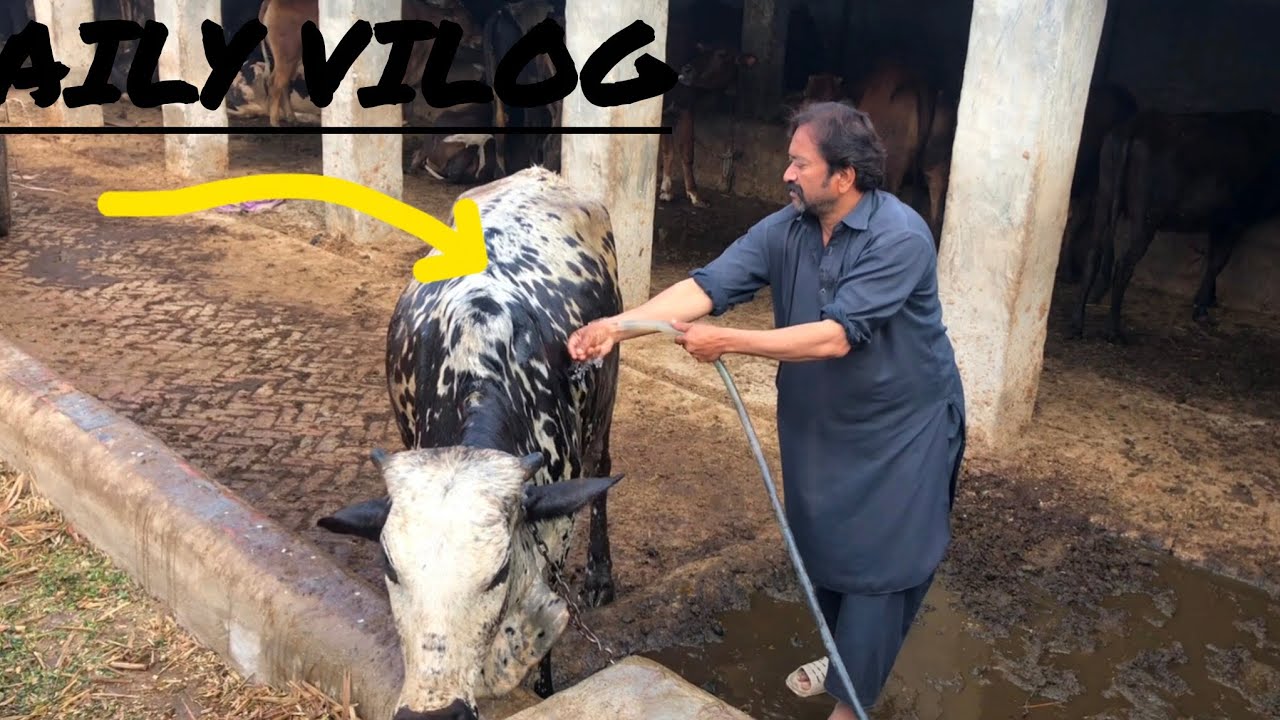 Randhawa Cattle Farm | Aaj Ka Zabardast Vlog