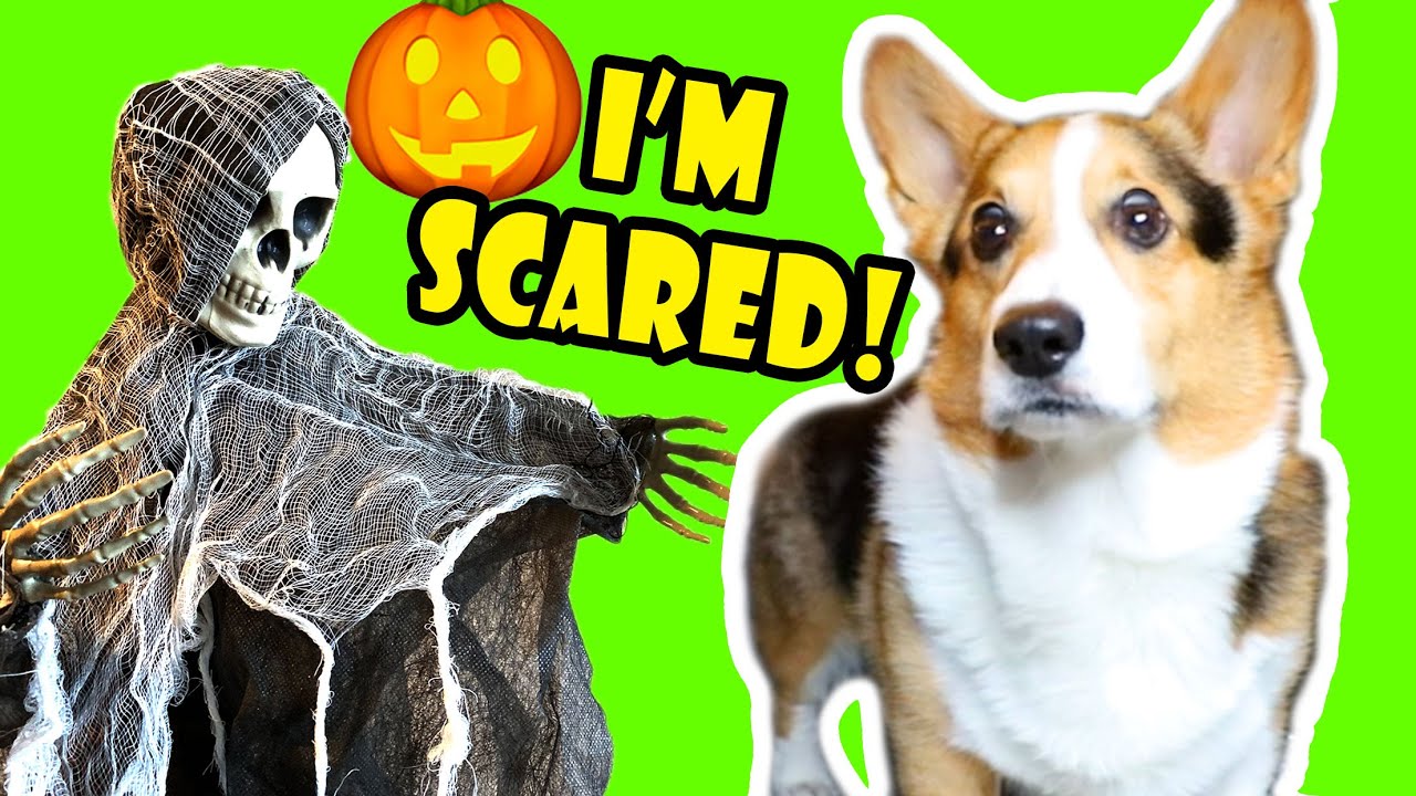 Превращаю своего корги в дом ужасов с привидениями — слишком жутко? 🐾👻 🎃 || Жизнь после колледжа:...