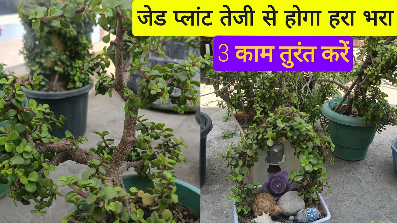 3 काम करें जेड प्लांट तेजी से हरा भरा होगा। March Jade plant care tips and information 