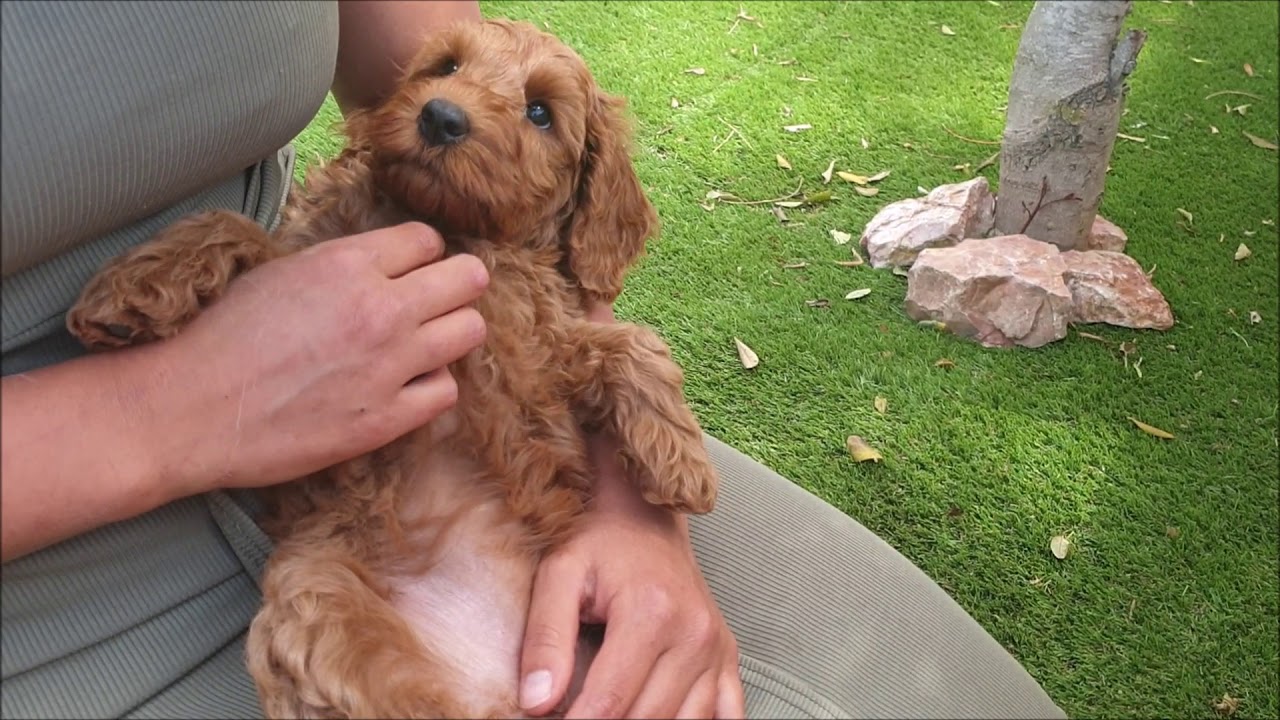 australian labradoodle puppys 8 weeks