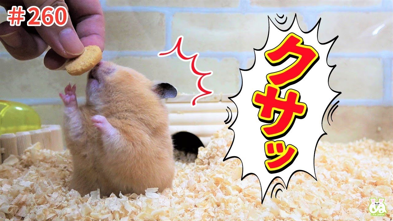臭すぎて意識が飛んだハムスター！でも食べる(笑)Cheese cookies smell, but hamsters that eat hard！