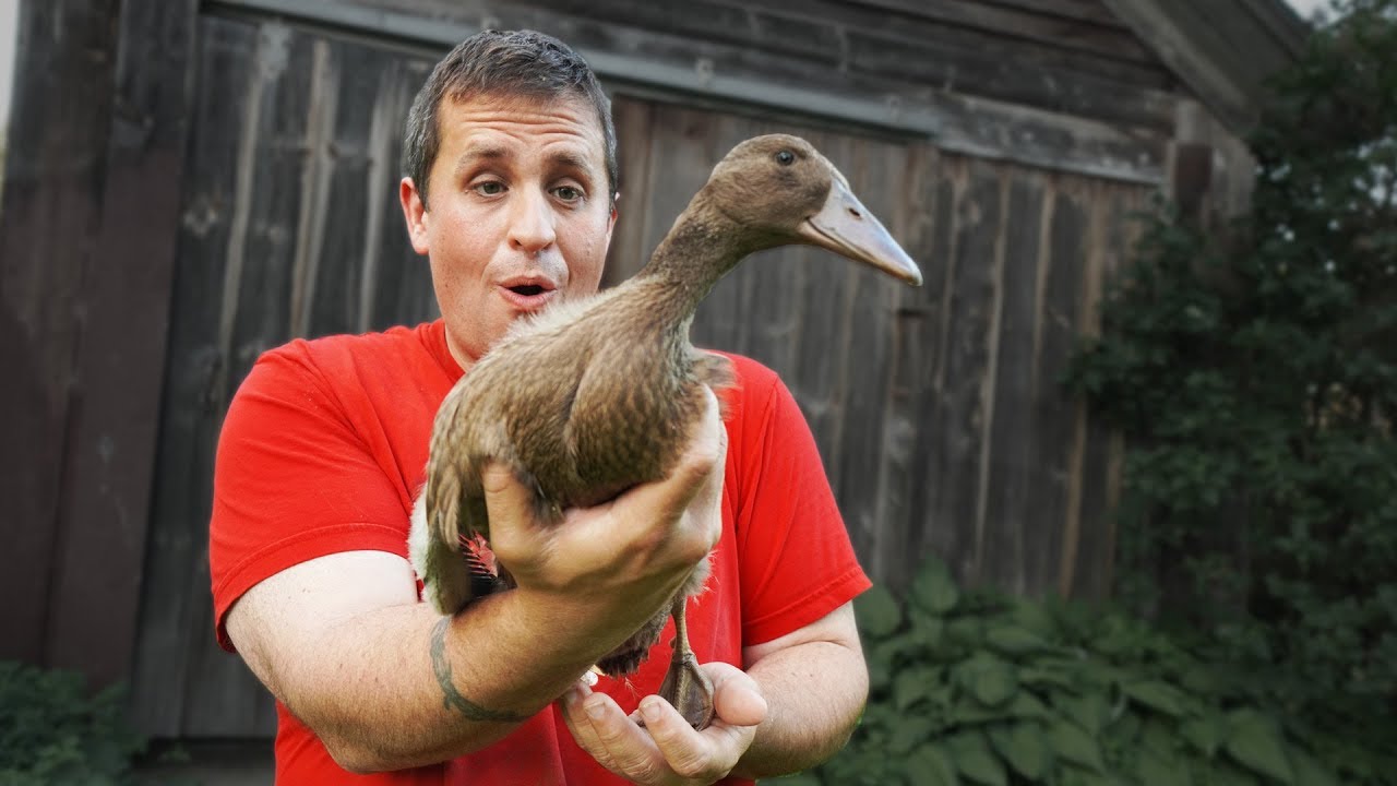 Day in the Life of a Part-time Duck Farmer