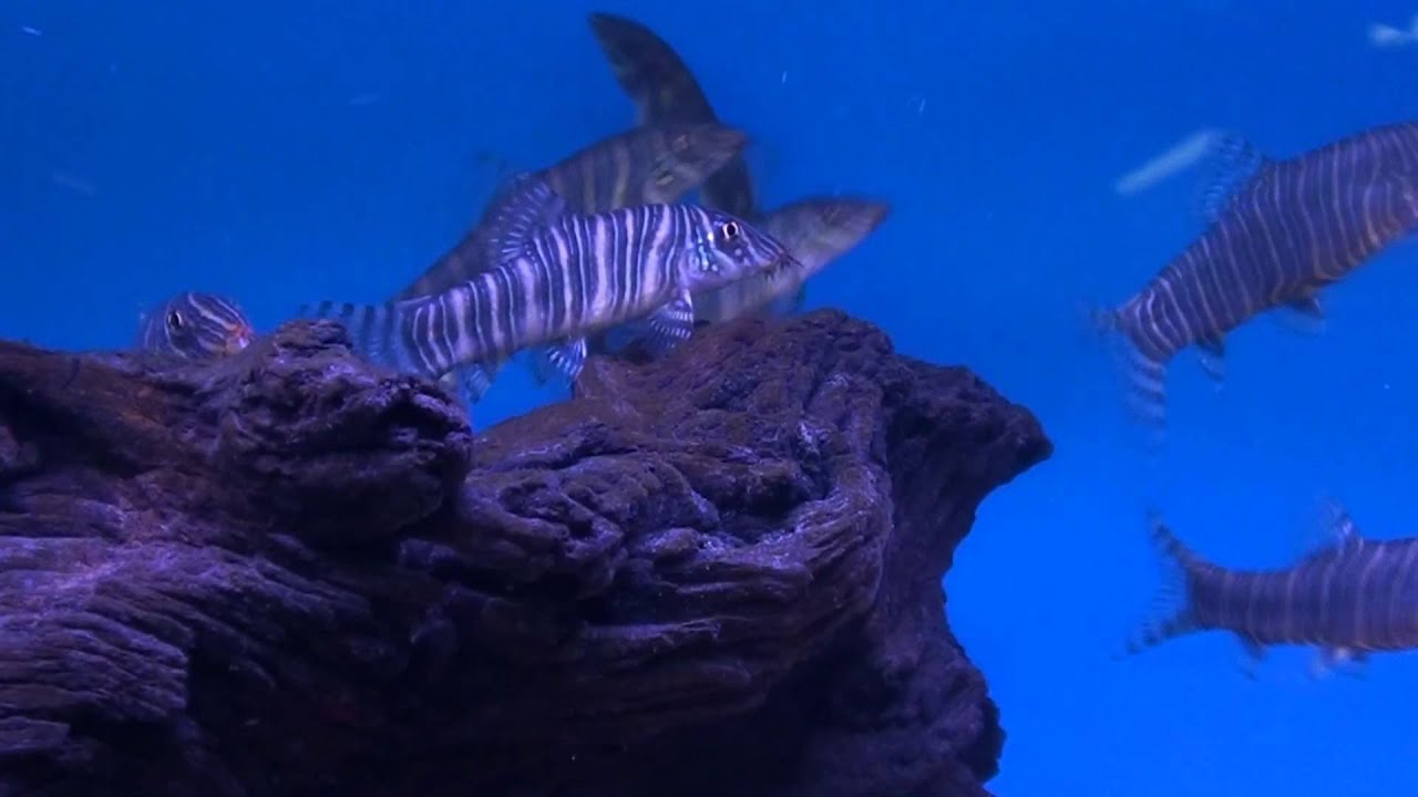 Zebra Loach (Botia striata) - Tropical Fish
