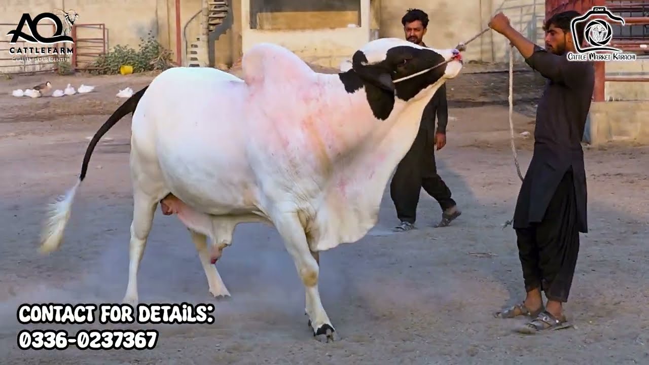 Aik INCIDENT se 03 SAAL ki Mehnat ka Nuqsan ho gya 🥺 05 New Entries at AQ Cattle Farm