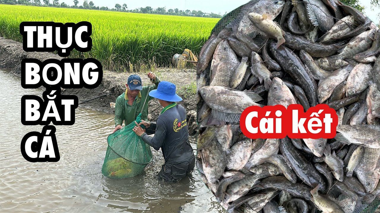 Thục Bọng • Bắt Cá Cạn • Trúng Đậm Xô Cá Nướng Ăn Giữa Đồng | Bông Lúa Đồng Tháp