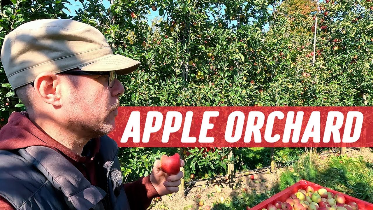 Discover Ontario’s Apple Orchards: A Day with Local Apple Farmers 🍎🍁 🇨🇦