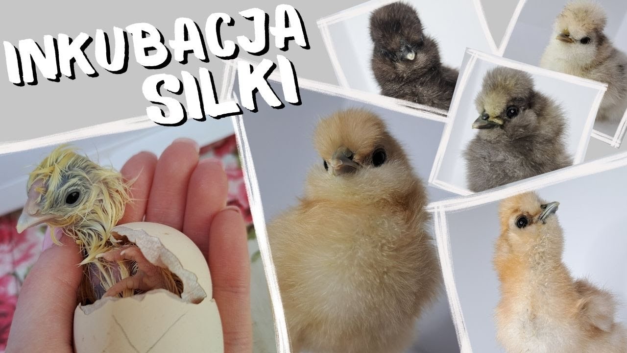 Inkubacja jaj silkie