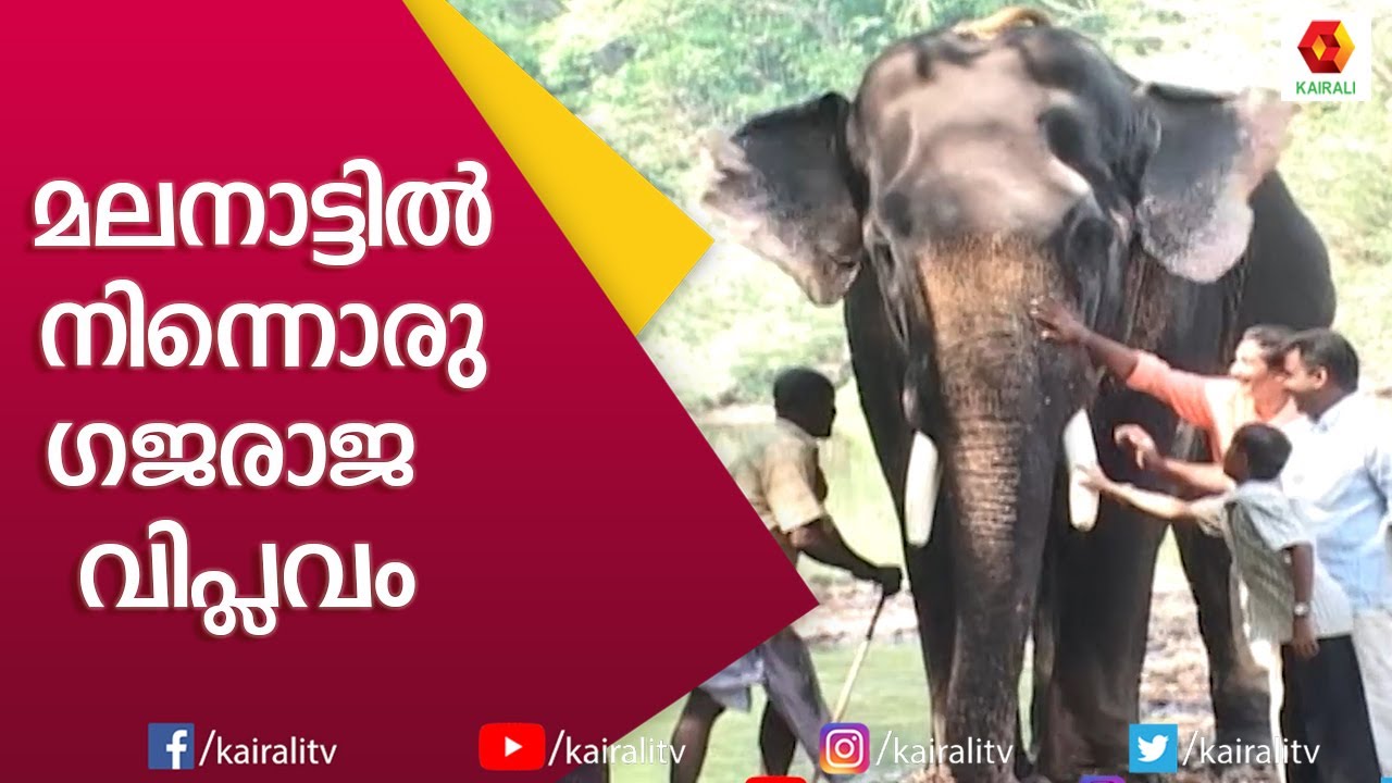 ചോര നീരാക്കുന്ന ആനകൾ മരണ ദൂതന്മാരാകാൻ കാരണം | E4 Elephant | Kairali TV