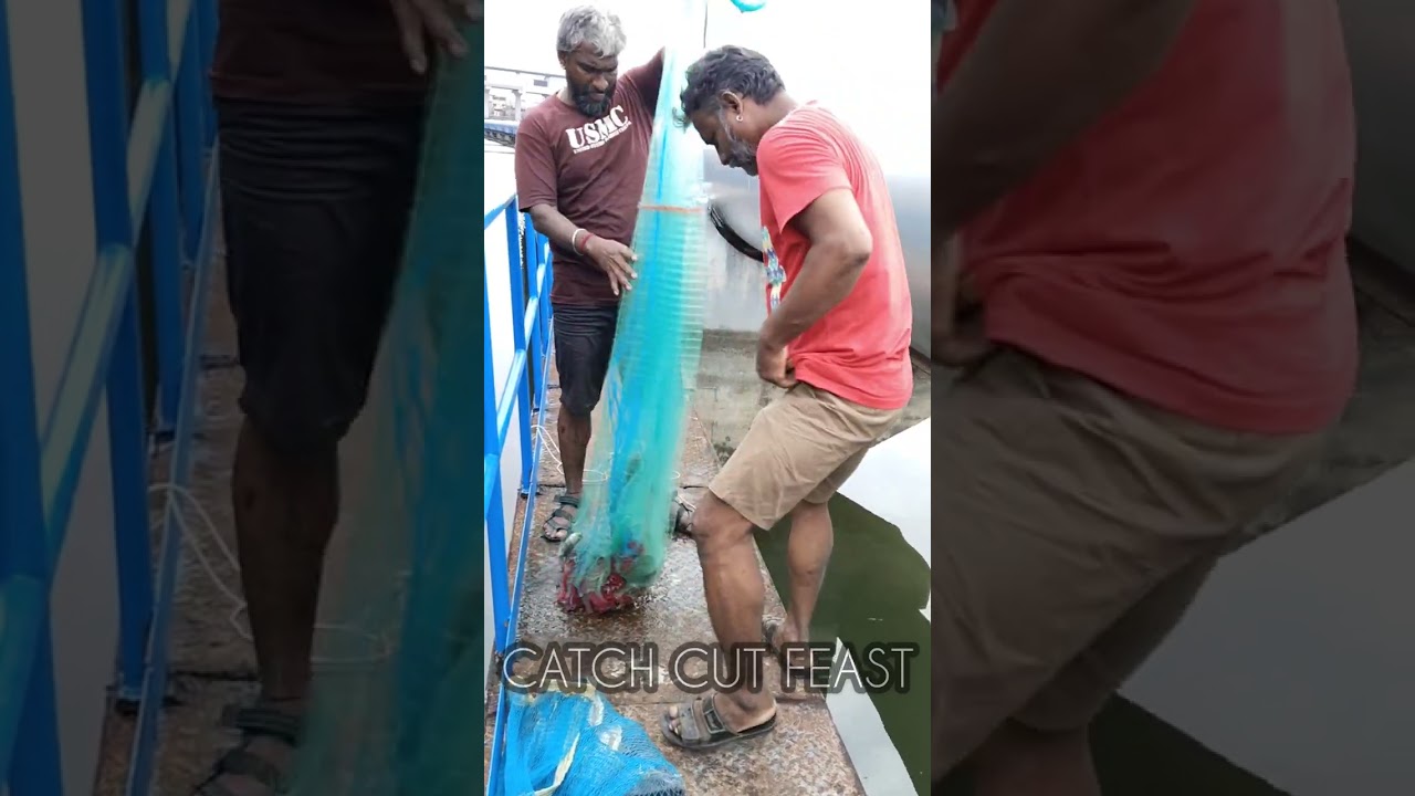 17kg Tilapia Fish | Fresh water #freshfish #freshwaterfish #tilapia #tilapiafish
