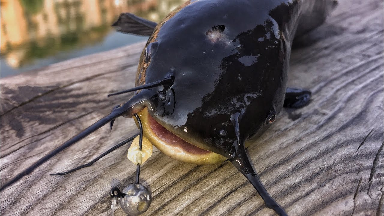 PESCA IN DARSENA: PESCI GATTO🐈