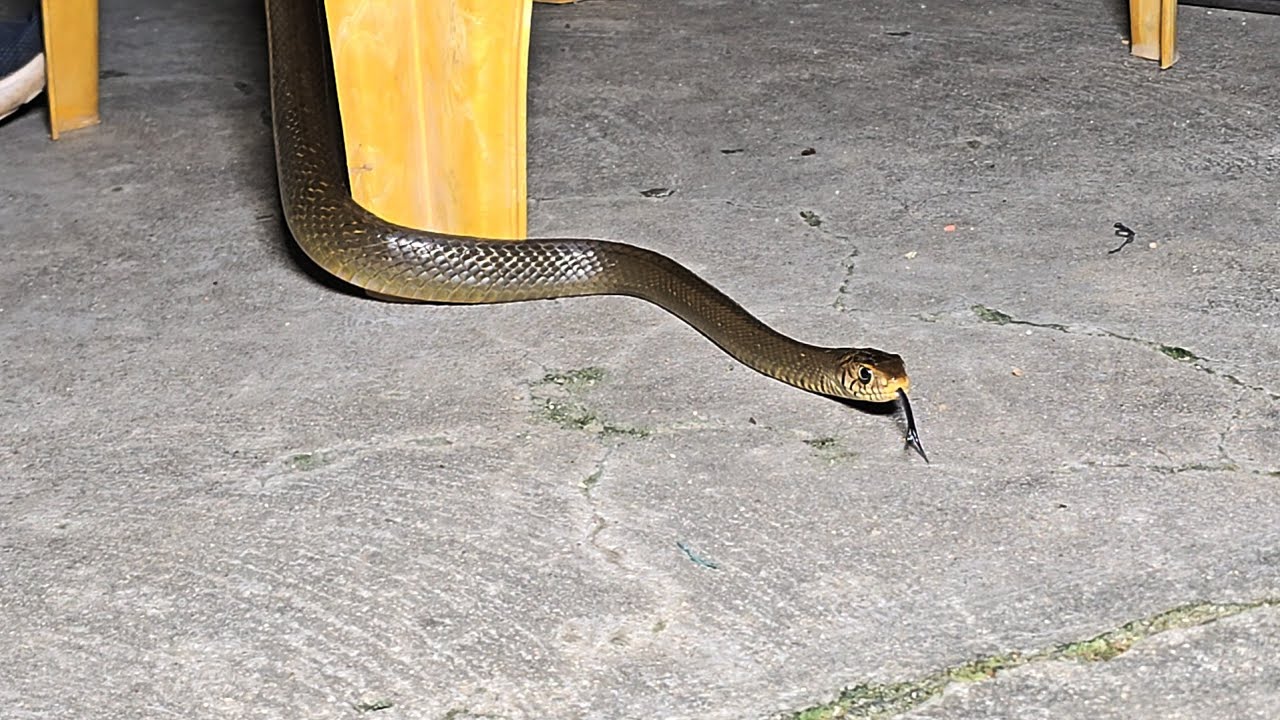 Indian Rat snake Rescue|| #వెల్మల్ #గ్రామం లో రెస్క్యూ contact 7396969617