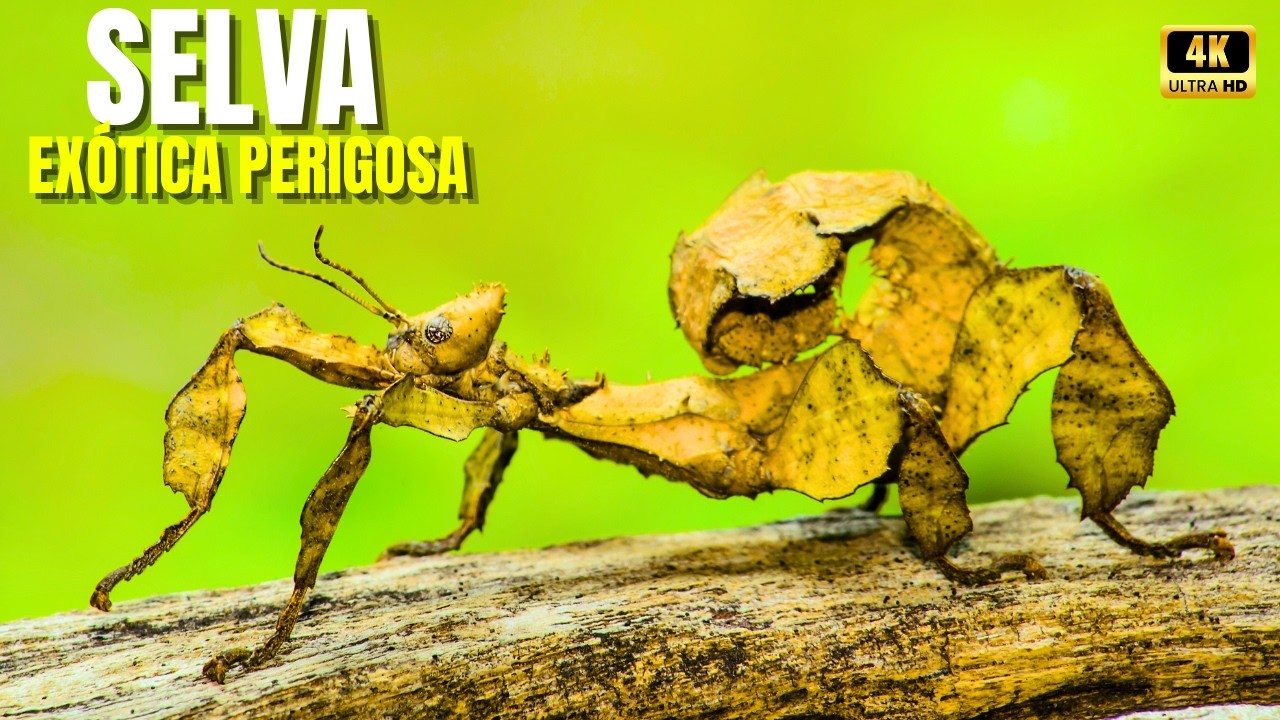 Selva Exótica e Perigosa | A Floresta Onde a Evolução Transformou Beleza em Arma — Documentário