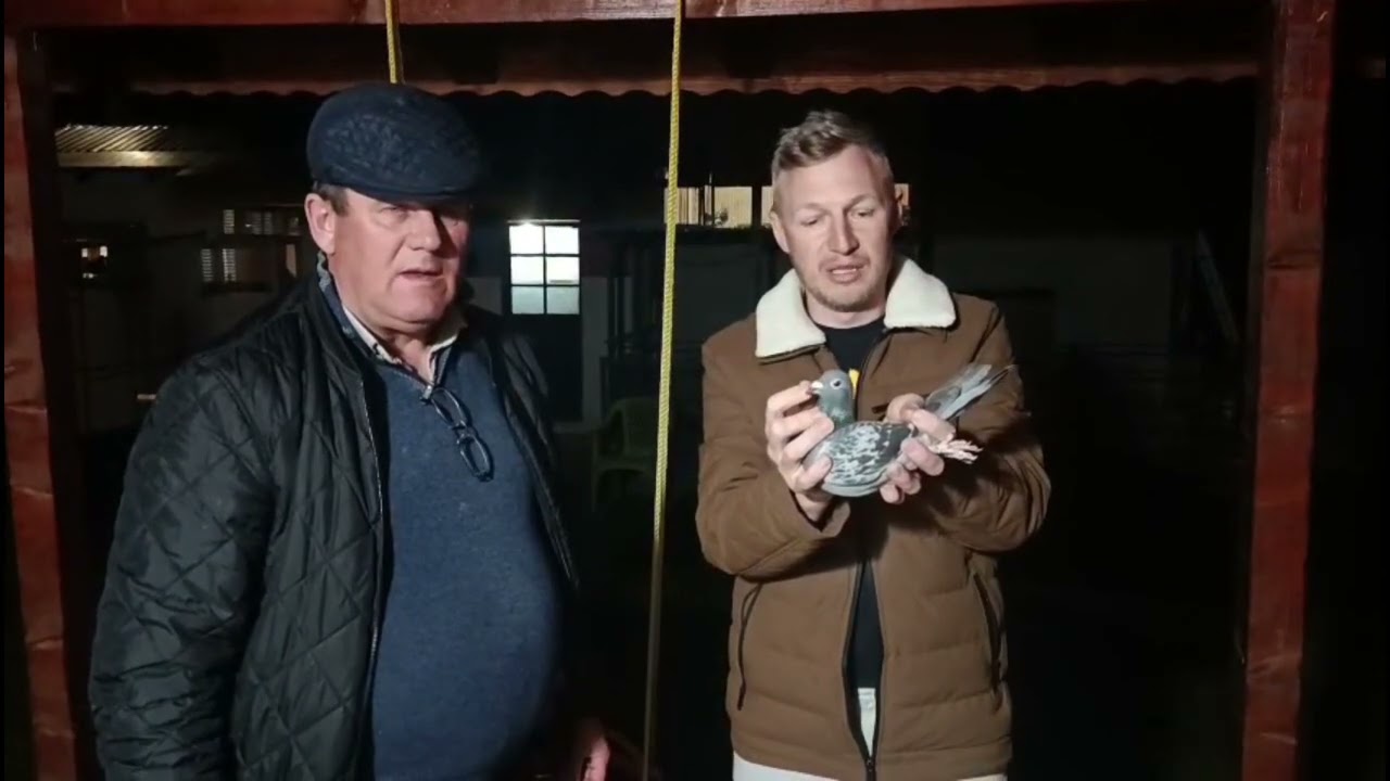 Columbofil dl Gheran Florin Timis Romania pui de maraton extrem pentru columbodrom 14 martie 2026