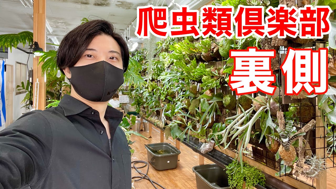 日本最大の爬虫類ショップ『爬虫類倶楽部』の裏側に潜入してきました。かなりやばい。