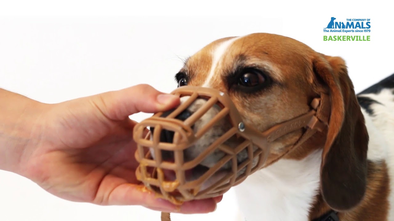 SO GEWOHNEN SIE IHREN HUND AN DEN BASKERVILLE CLASSIC MAULKORB