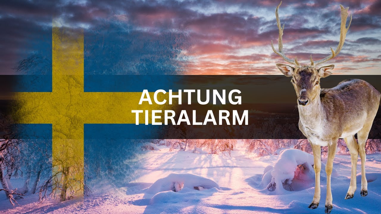 Schwedisch Lappland - Rentiersafari