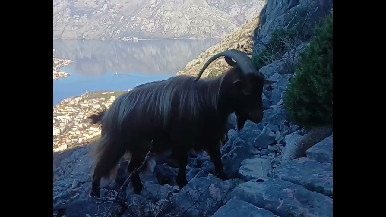 Goat Kingdom #youtuber 