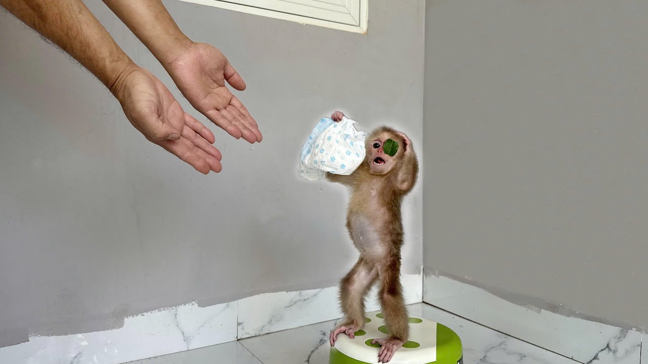 Baby monkey Kyo: Dad, please put a diaper on me!