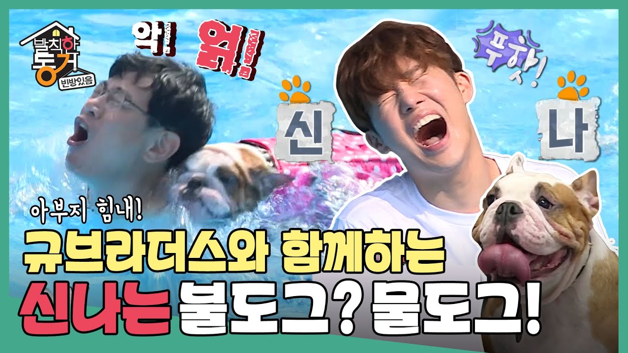 [발칙한 동거] “너무 🐶 강아지 위주 아닌가요?” 규브라더스와 함께하는 불도그? 물도그! MBC171215방송