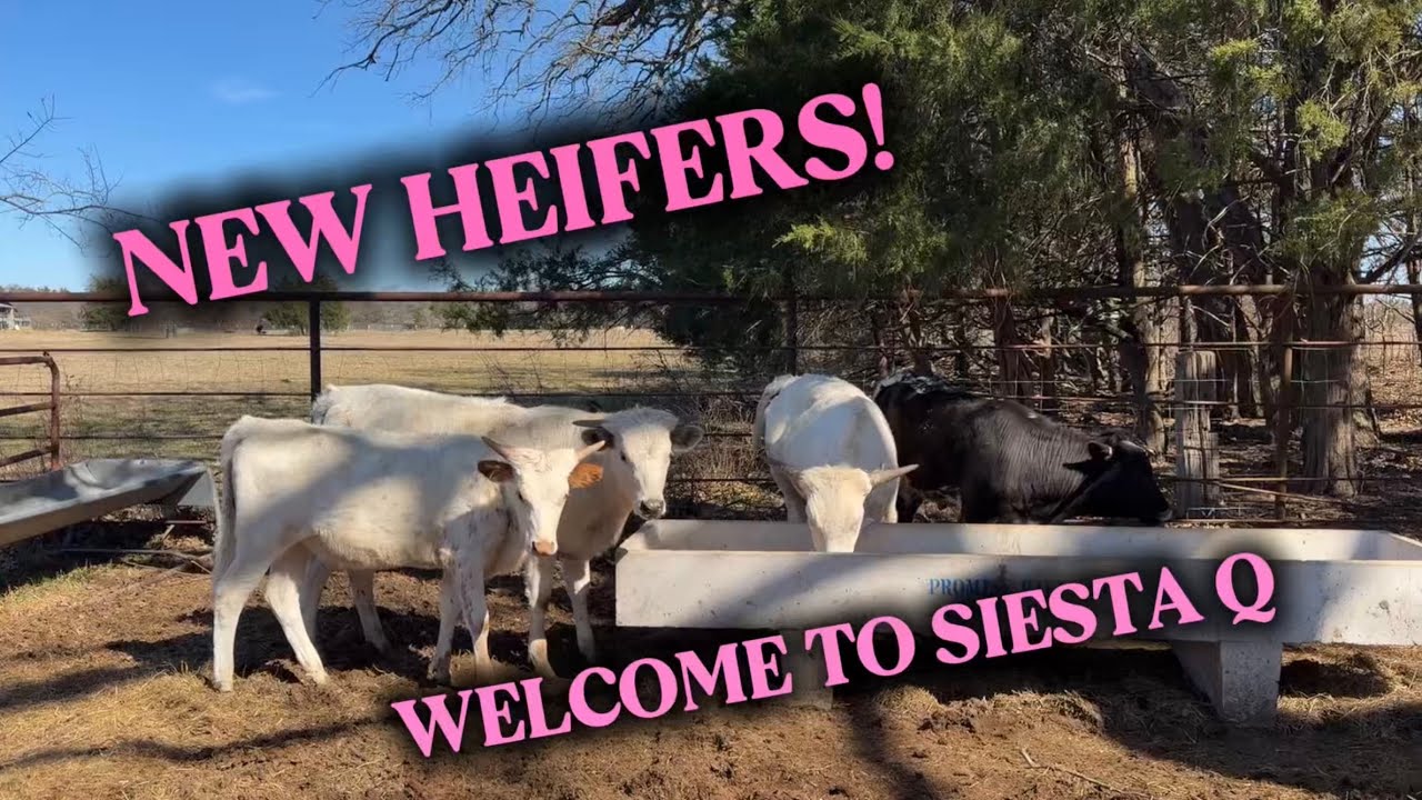 NEW HEIFERS!