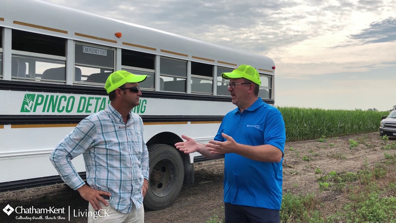 A CK Rite of Passage  - Corn Detasseling in Chatham Kent