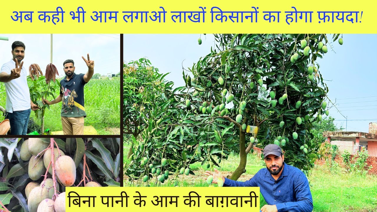 अब आम का पौधा कभी नहीं मरेगा 🌱🌱😌😌