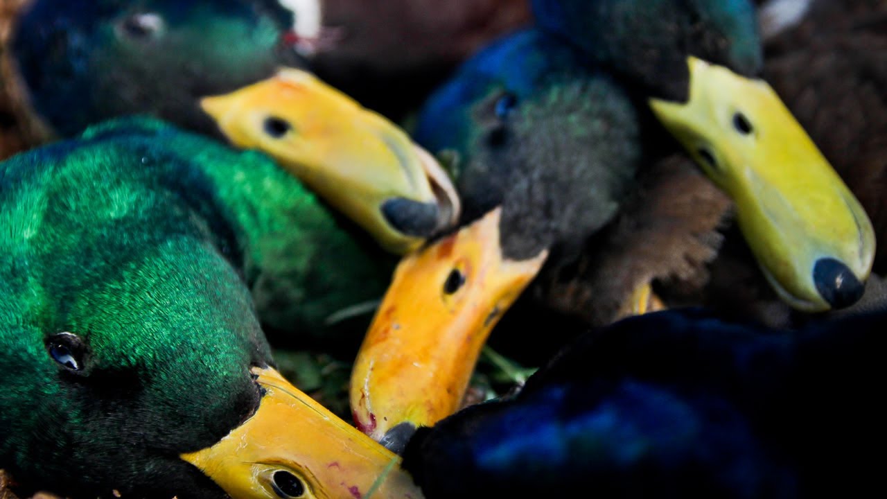 Duck Hunting 