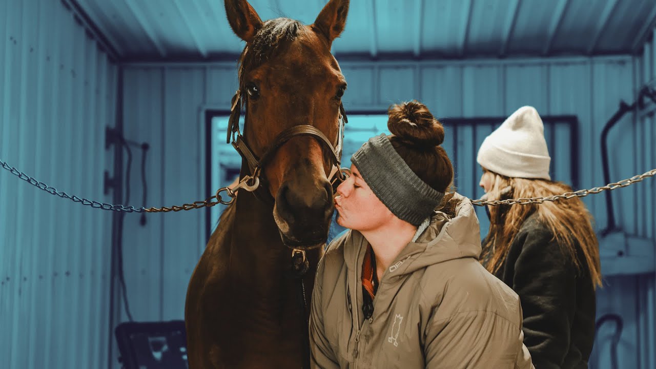 Two Horses Having Babies at the Same Time?? | ICSI Breeding