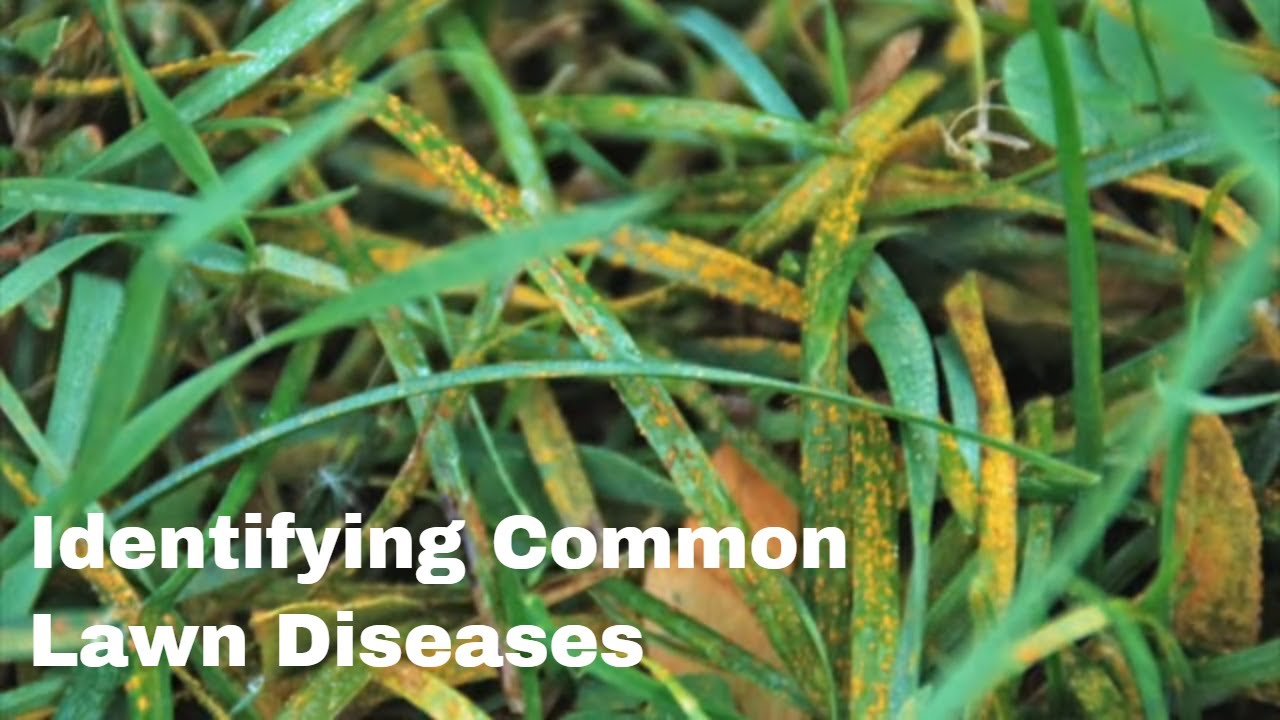 Identifying Common Diseases in Your Lawn