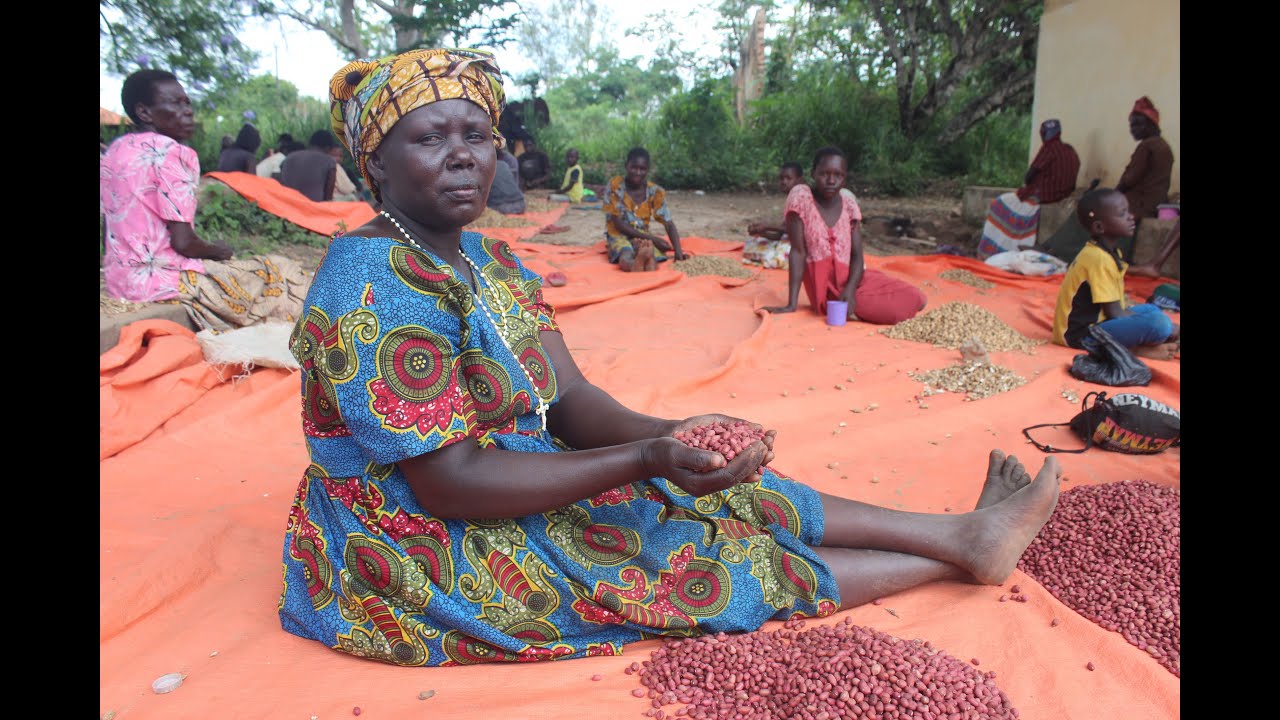 Reaping Cash from Improved Groundnut Farming