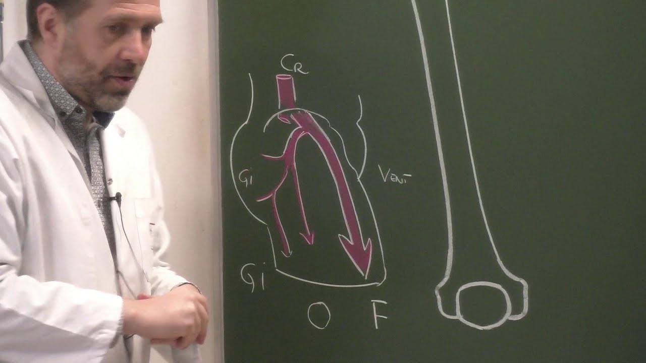 MI 8: Vascularisation de la cuisse et du genou [Vascularization of the thigh and knee]