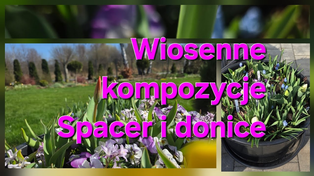 Wiosenne kompozycje do ogrodu i na taras. Spacer, kwiaty, byliny