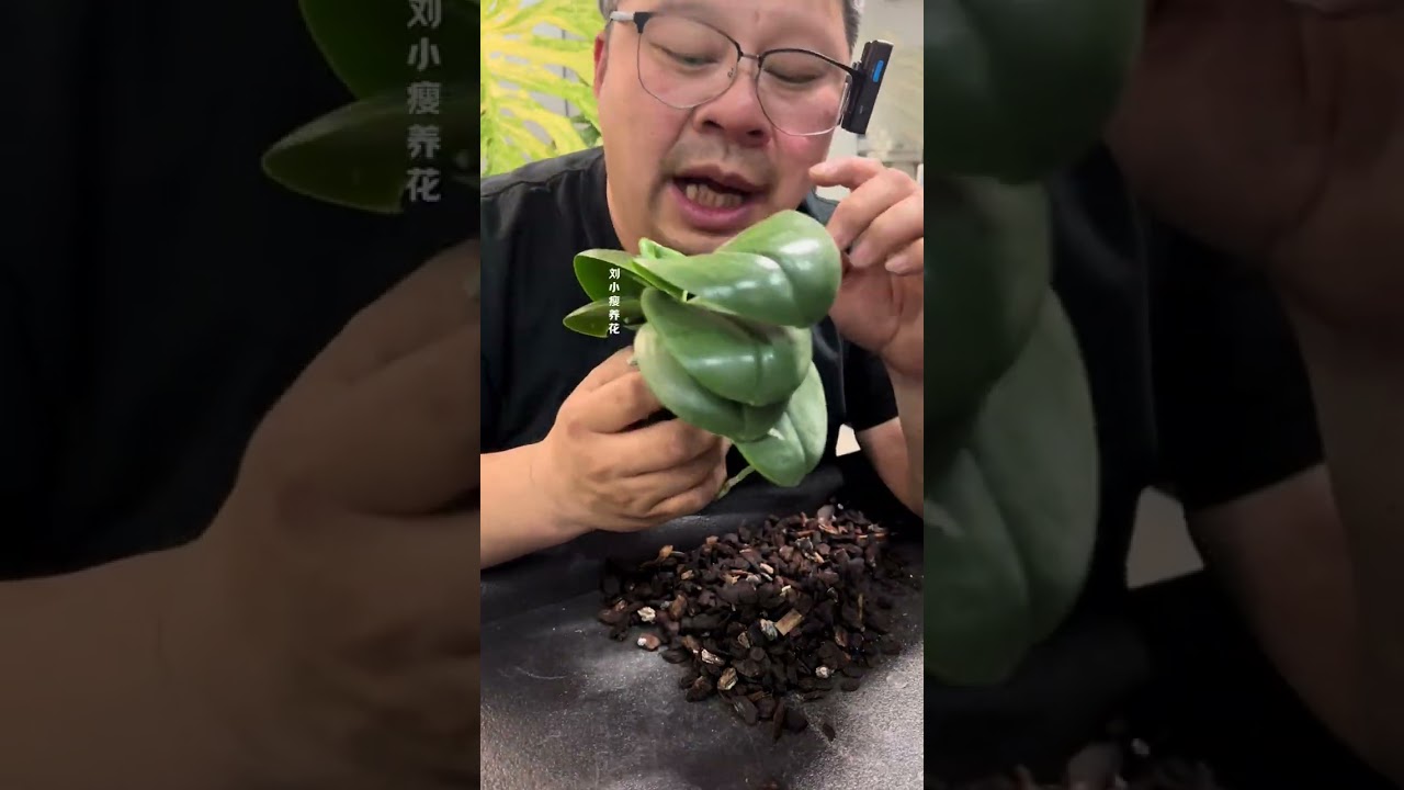 让蝴蝶兰像绿植一样便于养护692天 香奈儿换盆，换植料直播切断，盆土肥主页橱窗#分享养花经验 #内容启发搜索 #蝴蝶兰 #龟背竹 #营养土