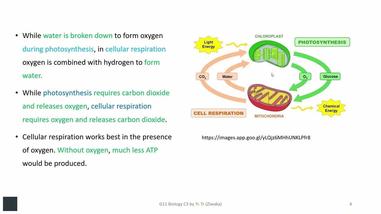Grade 11 Biology Chapter 3.3 Relationship between Photosynthesis and Respiration