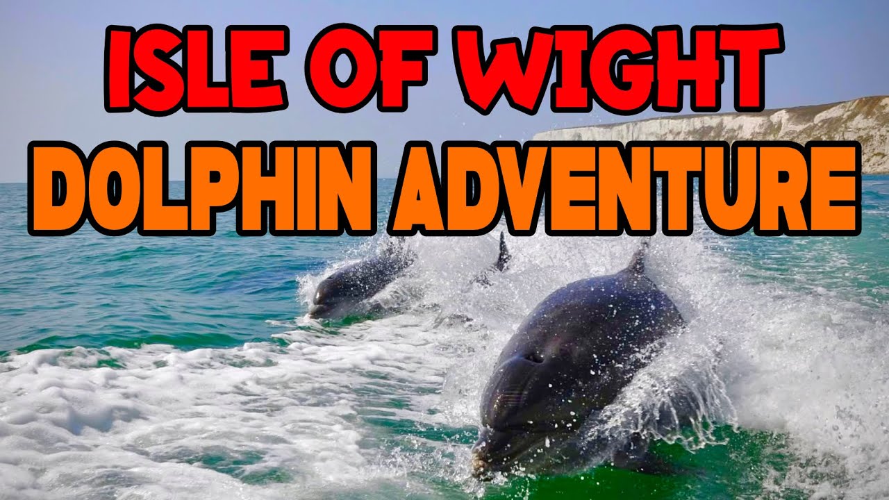 Dolphins at the Needles! 🐬 Incredible Isle of Wight RIB Adventure!!