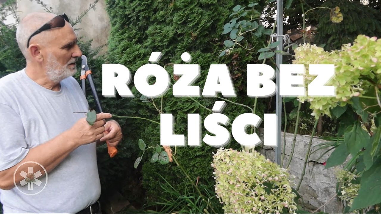 R&oacute;ża straciła wszystkie liście, co robić?