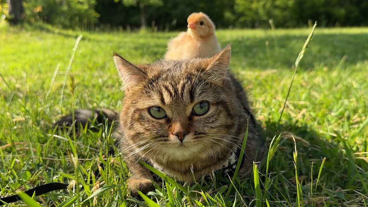 Cats Coco and Lili went out to the field for the first time with tiny chicks