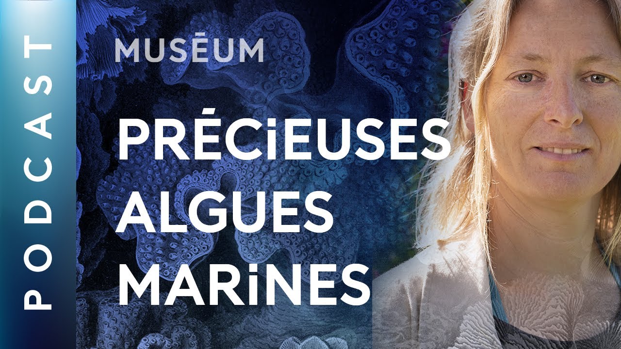 Pourquoi les algues marines sont-elles importantes ? - Pour que nature vive
