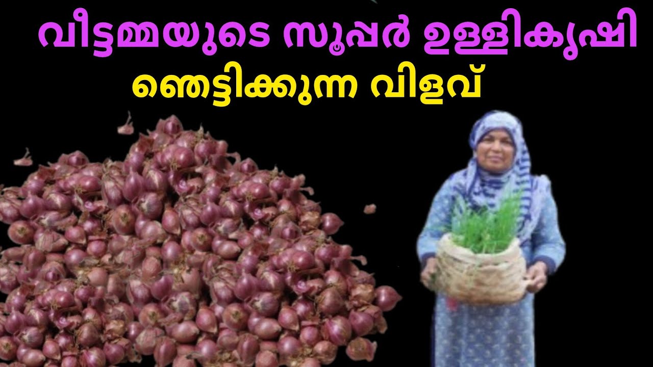 അടുക്കളത്തോട്ടത്തിൽ ഉള്ളികൃഷി ചെയ്തു വിജയിച്ച വീട്ടമ്മയുടെ ടിപ്സുകൾ 👌👌