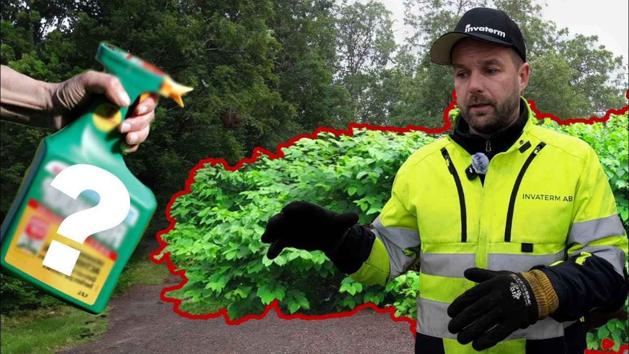 Bekämpa parkslide effektivt – glyfosat vs andra metoder