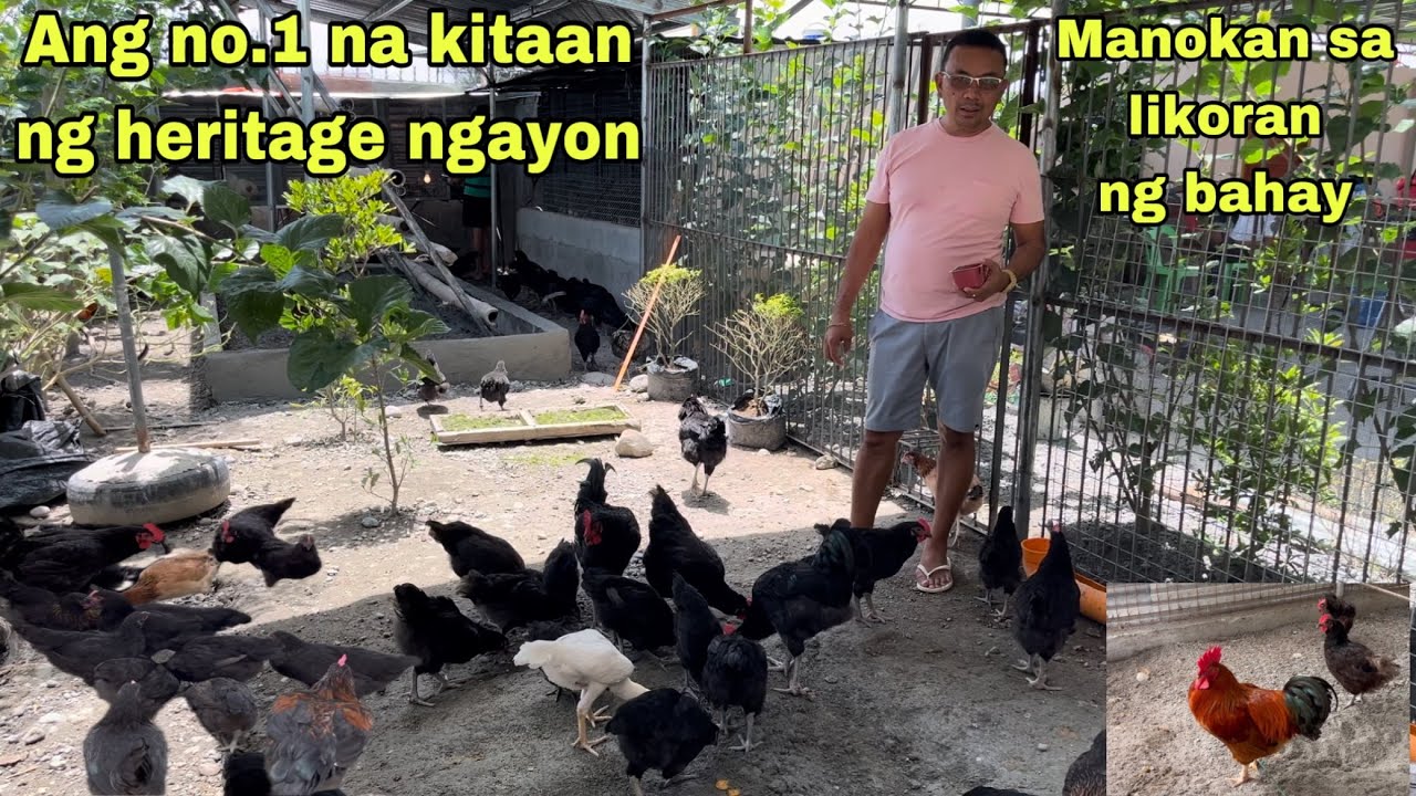ITO NA NGAYON ANG NO.1 KITAAN SA HERITAGE CHICKEN | MANOKAN SA LIKORAN NG BAHAY | GENSAN CITY