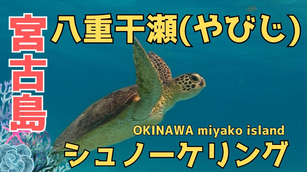 【宮古島】八重干瀬(やびじ)シュノーケリングツアーに参加してみた！日本最大級の珊瑚礁とウミガメにも会えた！熱帯魚もたくさんで大満足！あの危険生物にも‥ #沖縄 #沖縄旅行 #宮古島