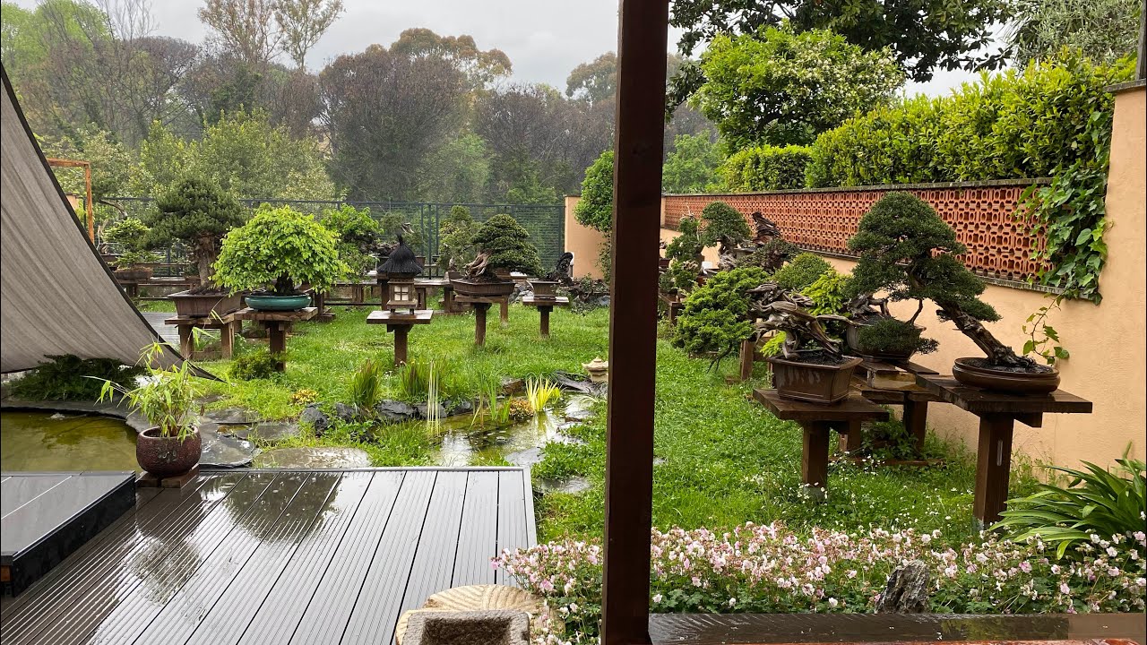 In giardino, osservando i colori delle nuove foglie sotto la pioggia 🌱