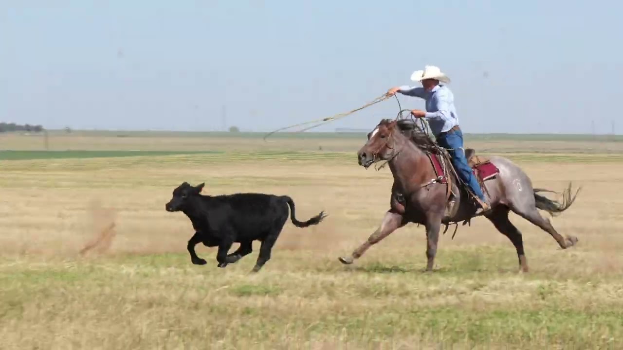 LIL PURPLE REIN || SELLS Jan. 18 Fort Worth Stock Show