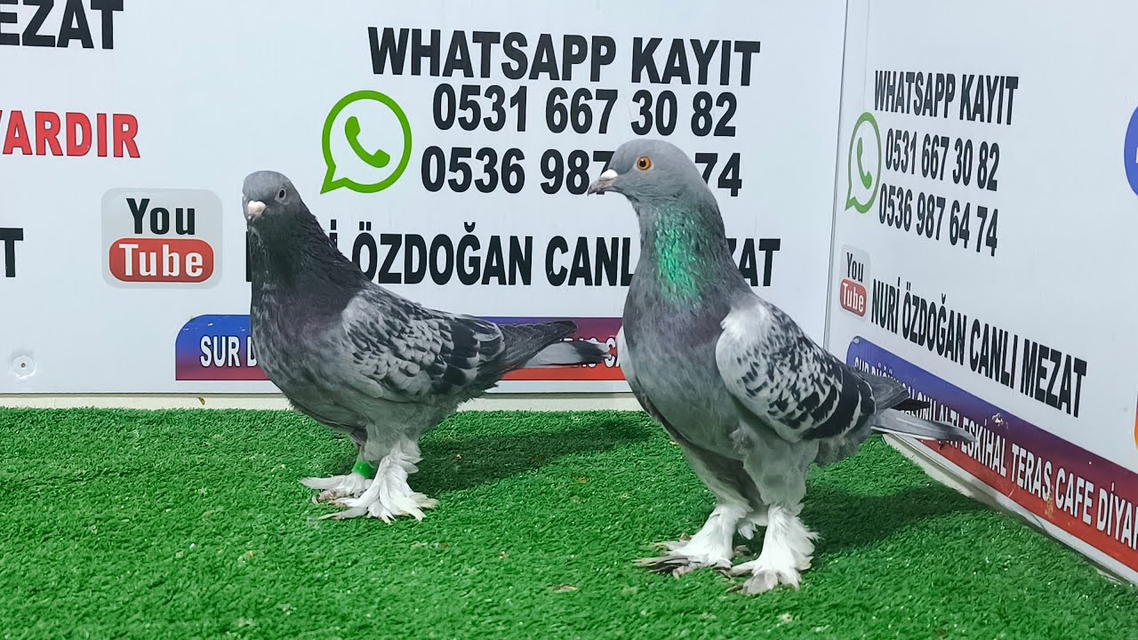 Ahmet Kayran Nuri Özdoğan canlı mezat kanalı canlı yayında