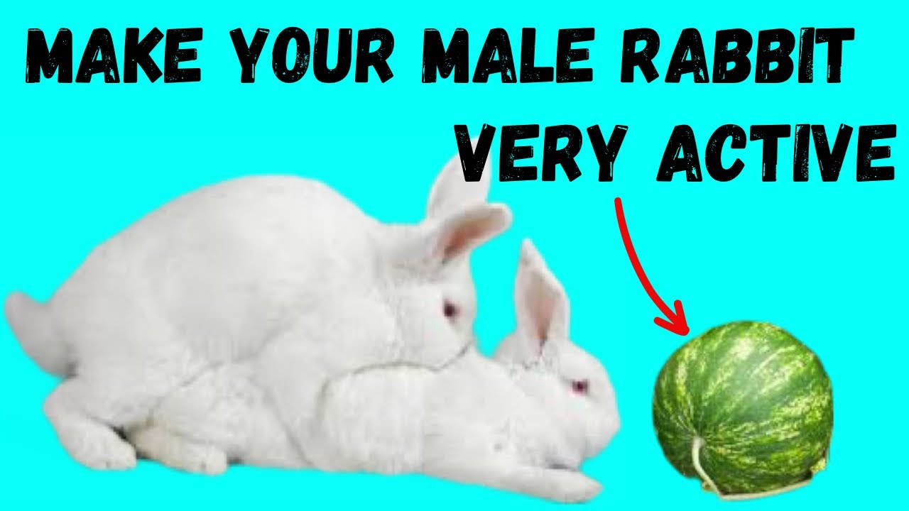 How to make you male rabbit active to breed a female well || rabbit farming