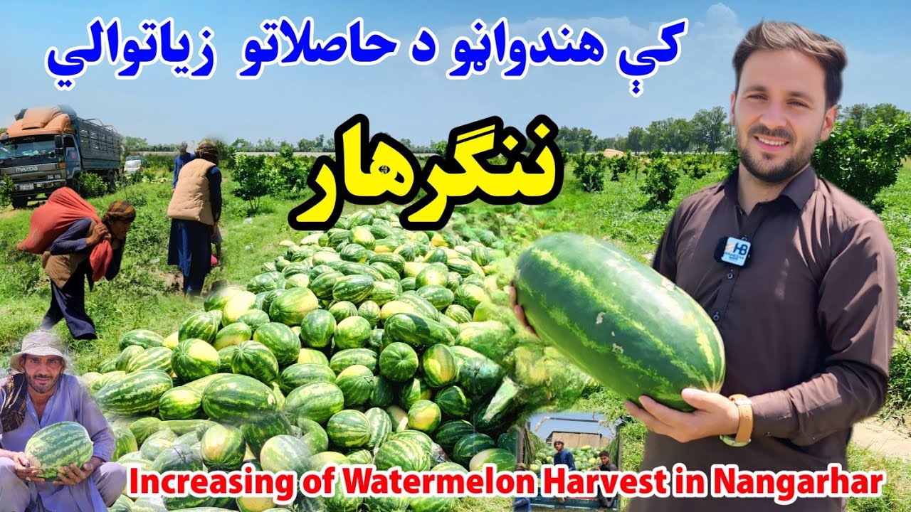 Nangarhar’s Juicy Treasure Inside Afghanistan’s Largest Watermelon Farm | Fresh Harvest | 2025