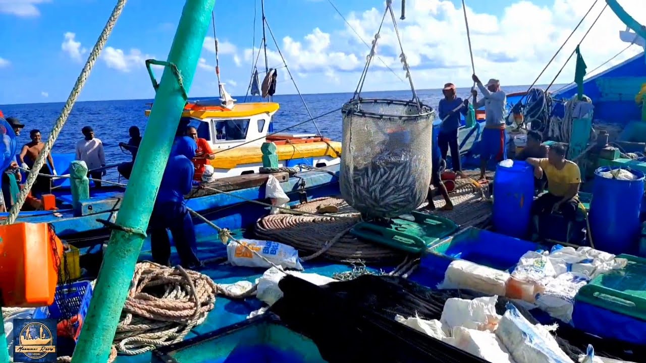 Tangkapan Ikan  di laut Menggunakan  PUKAT  CINCIN,Luar biasa  hasil Tangkapan Nelayan  Indonesia 