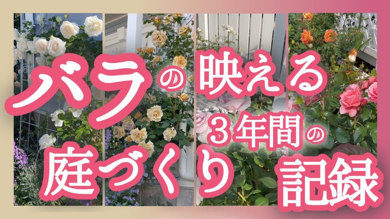 バラの映える庭づくり3年間の記録🌹