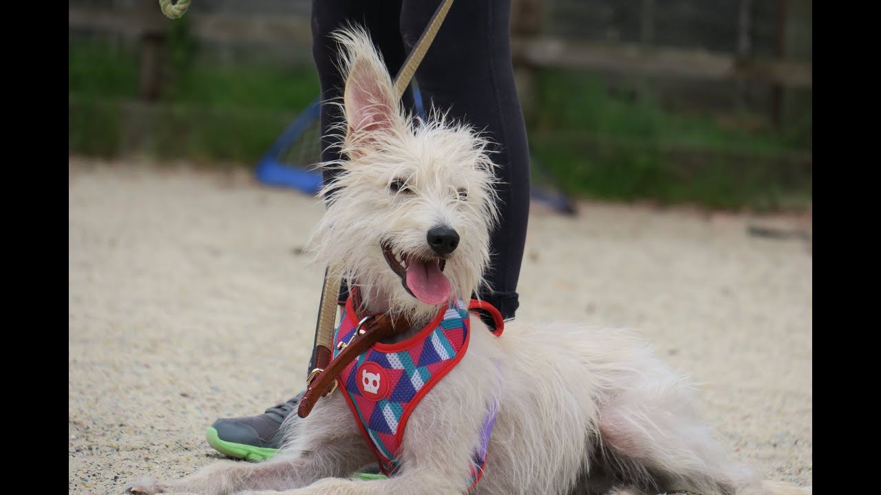 Lily - Bedlington x Whippet - 2 Weeks Residential Dog Training